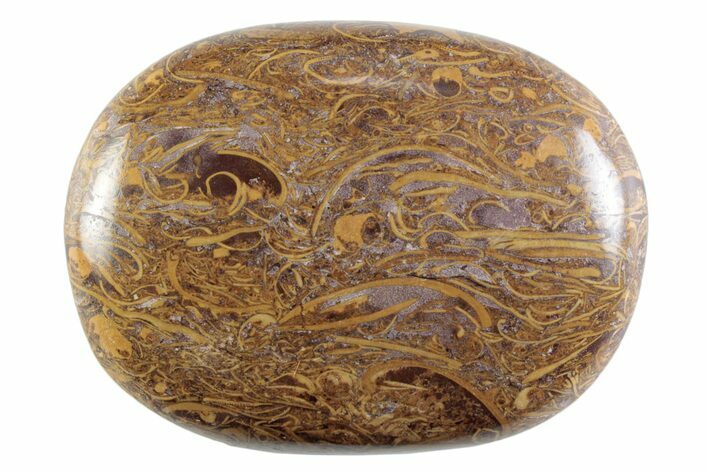 Polished Miriam Stone Palm Stone - India #365877